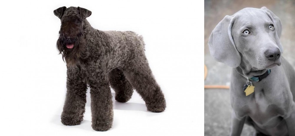Weimaraner vs Kerry Blue Terrier - Breed Comparison