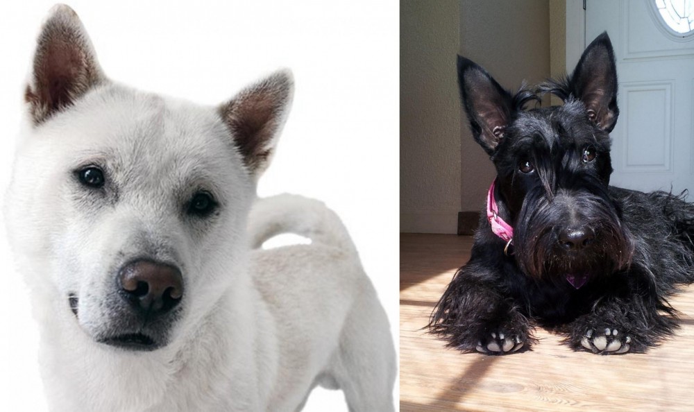 Scottish Terrier vs Kishu - Breed Comparison