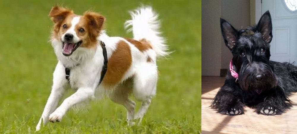 Scottish Terrier vs Kromfohrlander - Breed Comparison