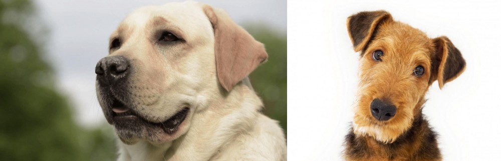 Airedale Terrier vs Labrador Retriever - Breed Comparison