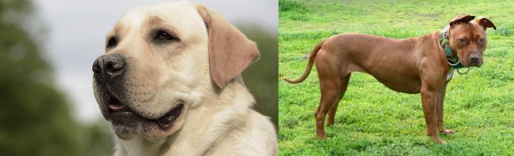 American Pit Bull Terrier vs Labrador Retriever - Breed Comparison