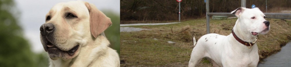 Antebellum Bulldog vs Labrador Retriever - Breed Comparison