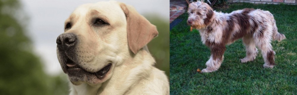 Aussie Doodles vs Labrador Retriever - Breed Comparison