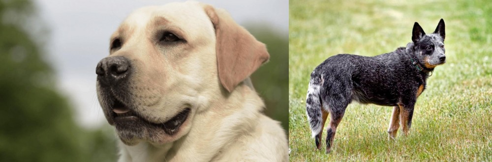 Austrailian Blue Heeler vs Labrador Retriever - Breed Comparison