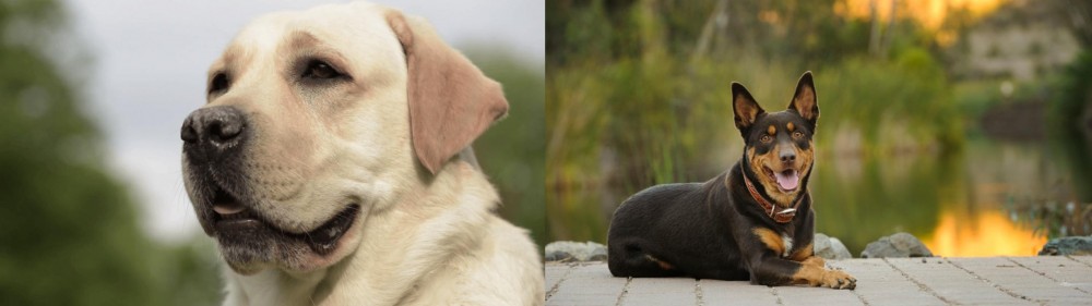 Australian Kelpie vs Labrador Retriever - Breed Comparison