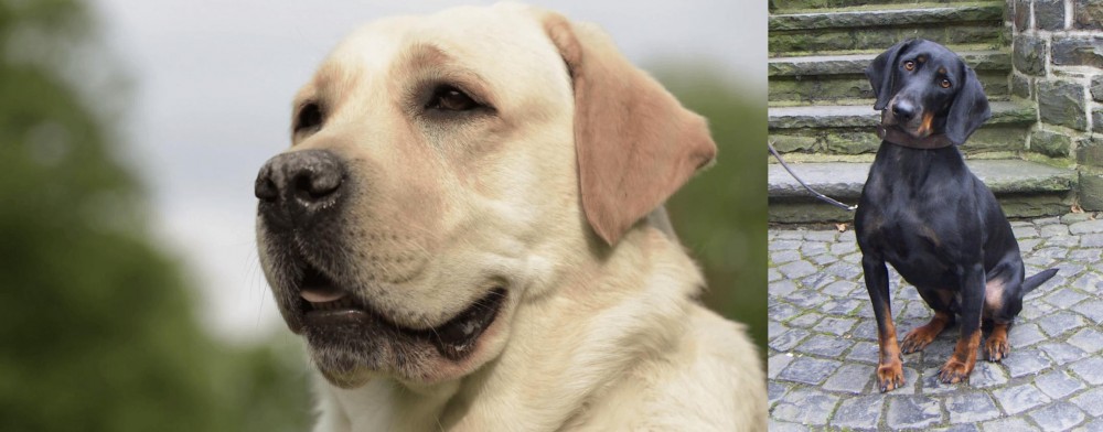 Austrian Black and Tan Hound vs Labrador Retriever - Breed Comparison