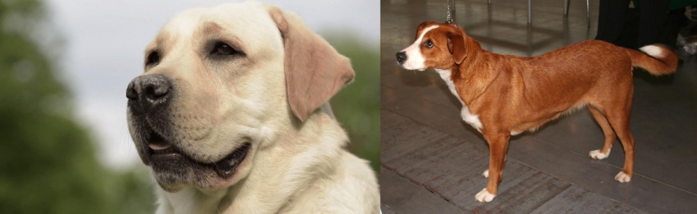 Austrian Pinscher vs Labrador Retriever - Breed Comparison