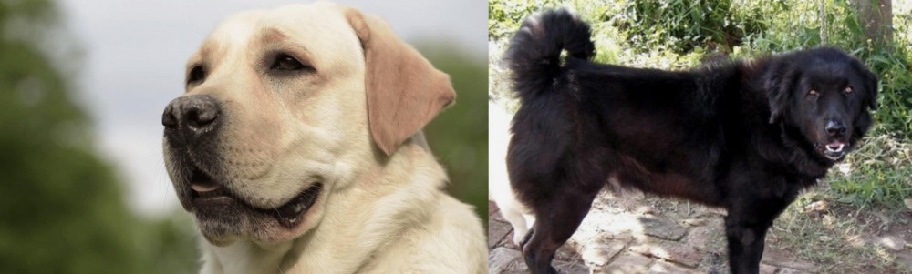 Bakharwal Dog vs Labrador Retriever - Breed Comparison