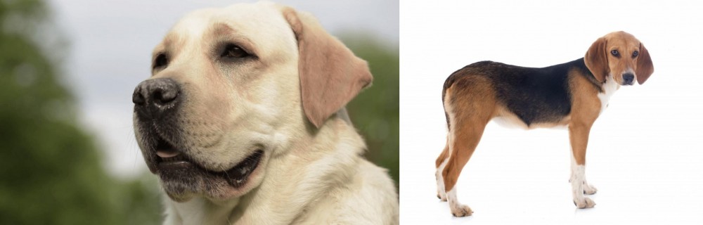 Beagle-Harrier vs Labrador Retriever - Breed Comparison