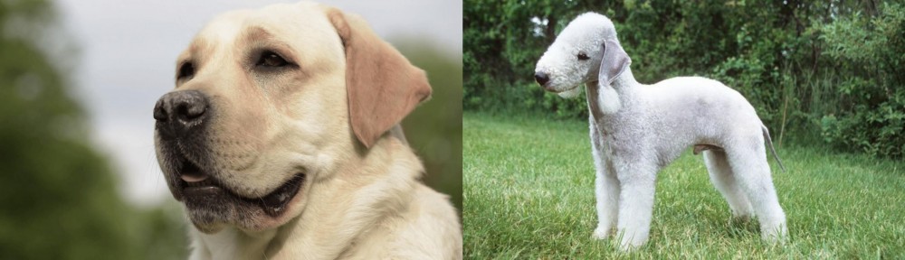 Bedlington Terrier vs Labrador Retriever - Breed Comparison