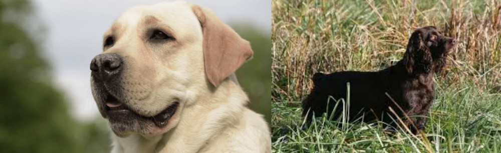 Boykin Spaniel vs Labrador Retriever - Breed Comparison