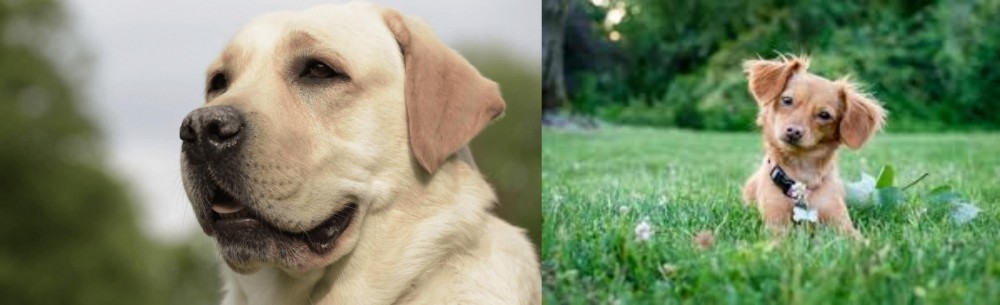 Chiweenie vs Labrador Retriever - Breed Comparison