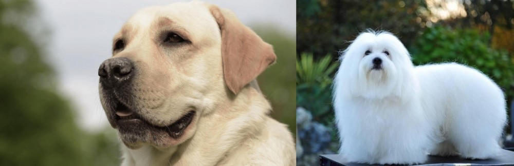 Coton De Tulear vs Labrador Retriever - Breed Comparison