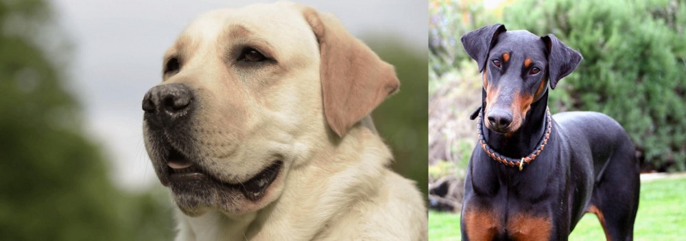 Doberman Pinscher vs Labrador Retriever - Breed Comparison