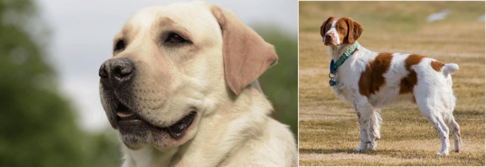 French Brittany vs Labrador Retriever - Breed Comparison