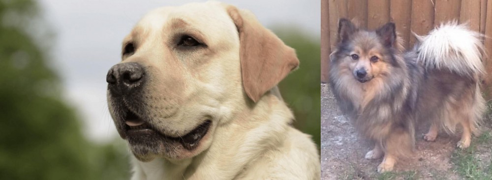 German Spitz (Mittel) vs Labrador Retriever - Breed Comparison