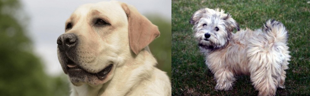 Havapoo vs Labrador Retriever - Breed Comparison