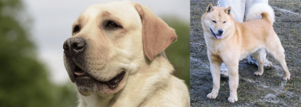 Hokkaido vs Labrador Retriever - Breed Comparison