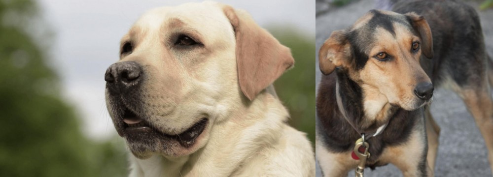 Huntaway vs Labrador Retriever - Breed Comparison