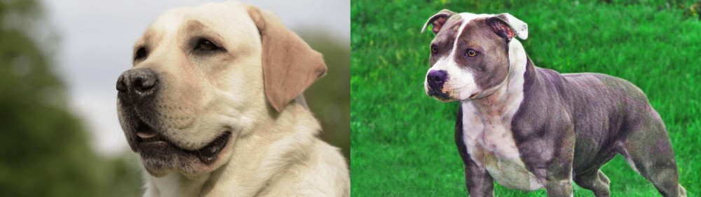Irish Staffordshire Bull Terrier vs Labrador Retriever - Breed Comparison