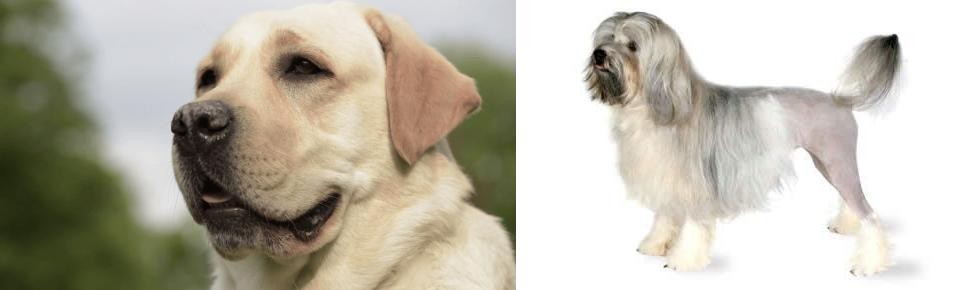 Lowchen vs Labrador Retriever - Breed Comparison