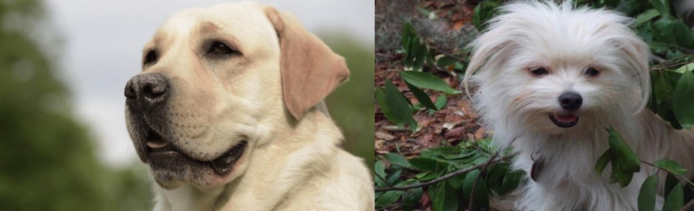 Malti-Pom vs Labrador Retriever - Breed Comparison