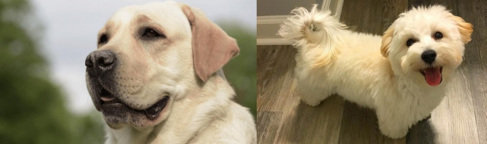 Maltipoo vs Labrador Retriever - Breed Comparison