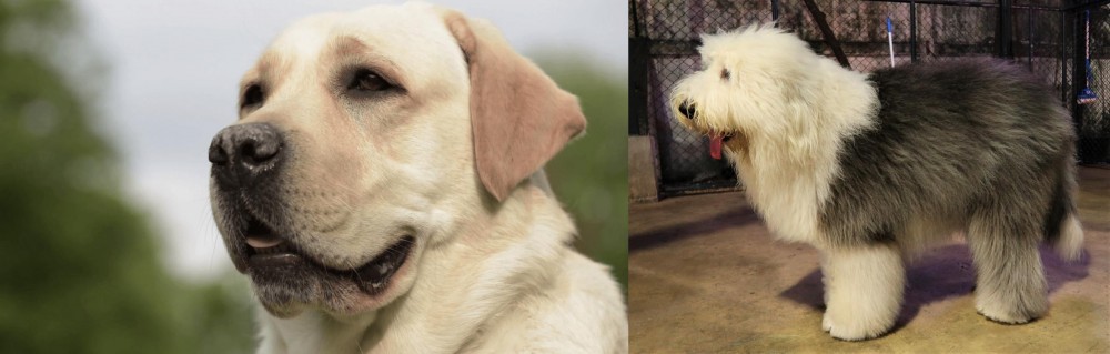 Old English Sheepdog vs Labrador Retriever - Breed Comparison