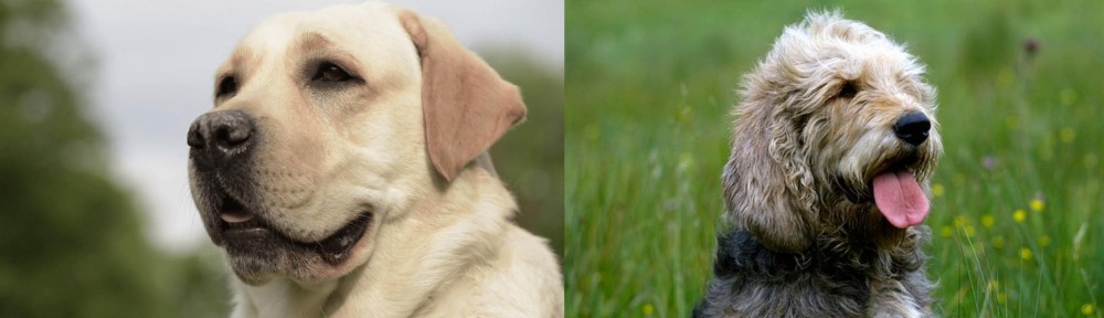 Otterhound vs Labrador Retriever - Breed Comparison