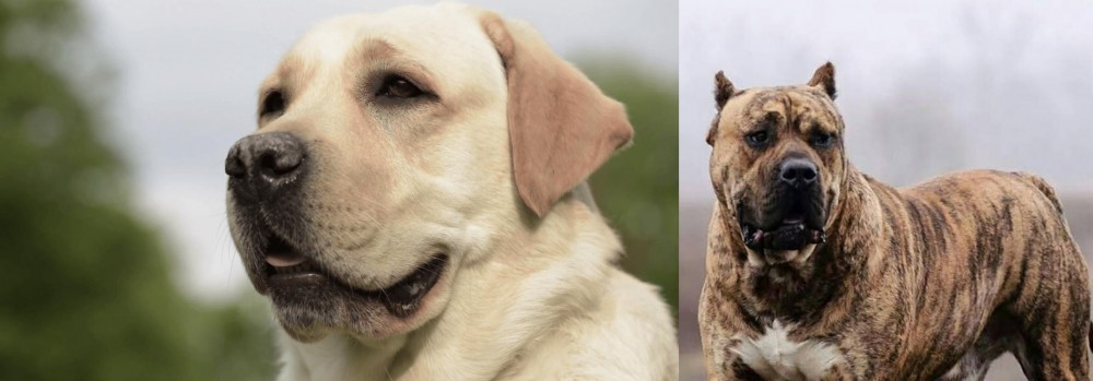 Perro de Presa Canario vs Labrador Retriever - Breed Comparison