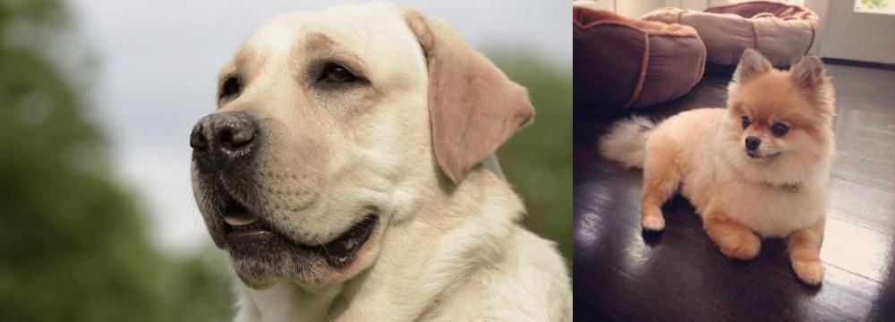 Pomeranian vs Labrador Retriever - Breed Comparison