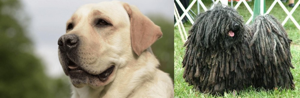 Puli vs Labrador Retriever - Breed Comparison