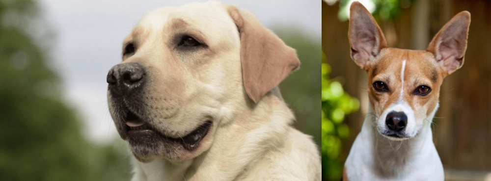 Rat Terrier vs Labrador Retriever - Breed Comparison