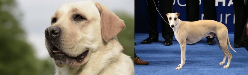 Whippet vs Labrador Retriever - Breed Comparison