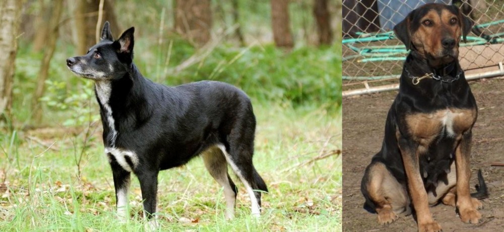New Zealand Huntaway vs Lapponian Herder - Breed Comparison