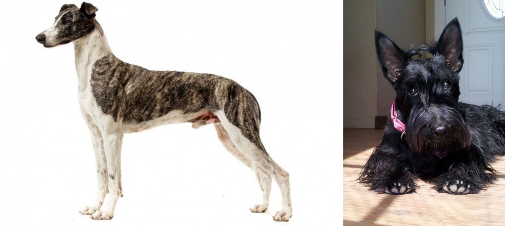 Scottish Terrier vs Magyar Agar - Breed Comparison
