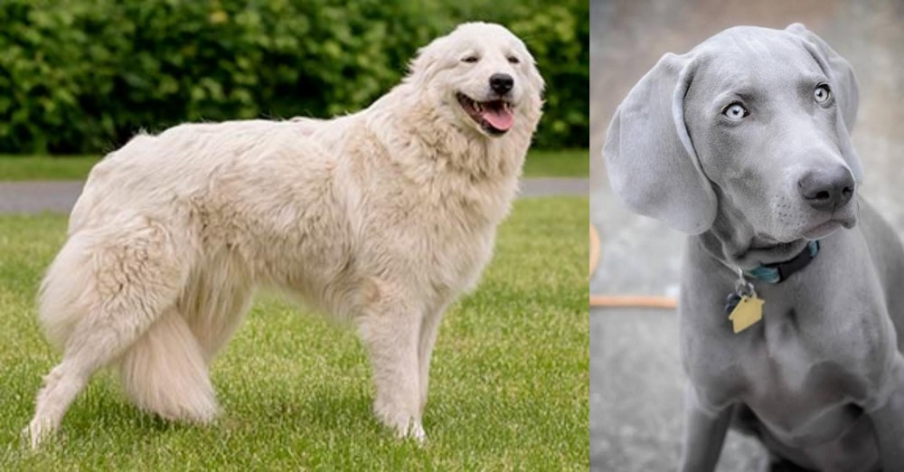 Weimaraner vs Maremma Sheepdog - Breed Comparison