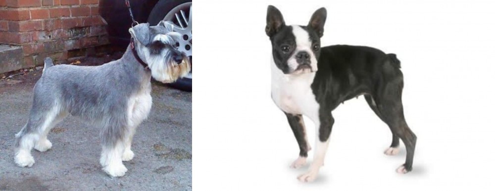 Miniature Schnauzer vs Boston Terrier Breed Comparison