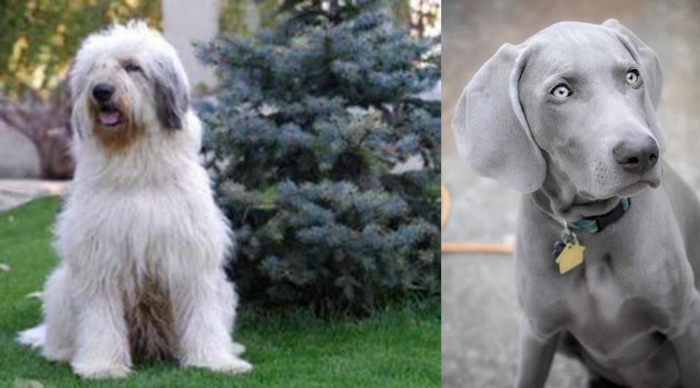 Weimaraner vs Mioritic Sheepdog - Breed Comparison