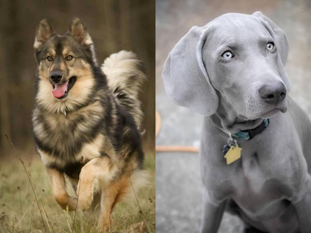 Weimaraner vs Native American Indian Dog - Breed Comparison
