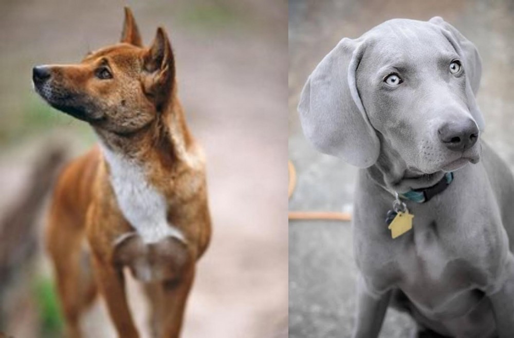 Weimaraner vs New Guinea Singing Dog - Breed Comparison