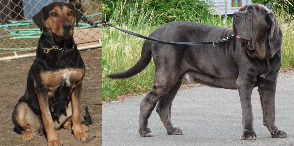 Neapolitan Mastiff vs New Zealand Huntaway - Breed Comparison