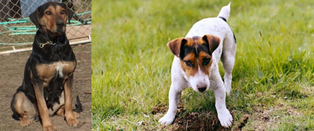 Russell Terrier vs New Zealand Huntaway - Breed Comparison