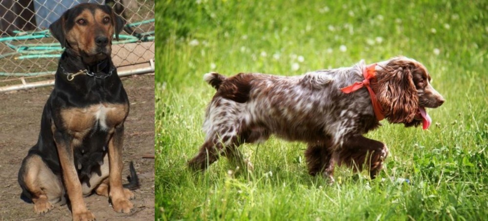 Russian Spaniel vs New Zealand Huntaway - Breed Comparison