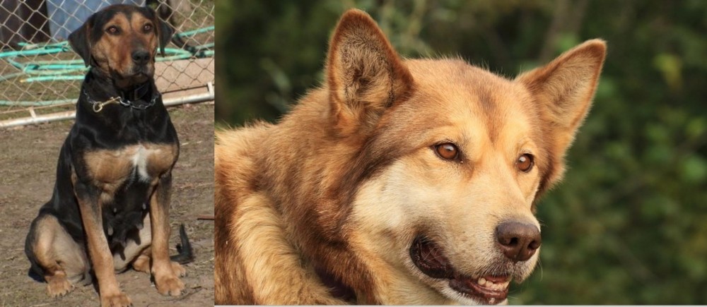 Seppala Siberian Sleddog vs New Zealand Huntaway - Breed Comparison