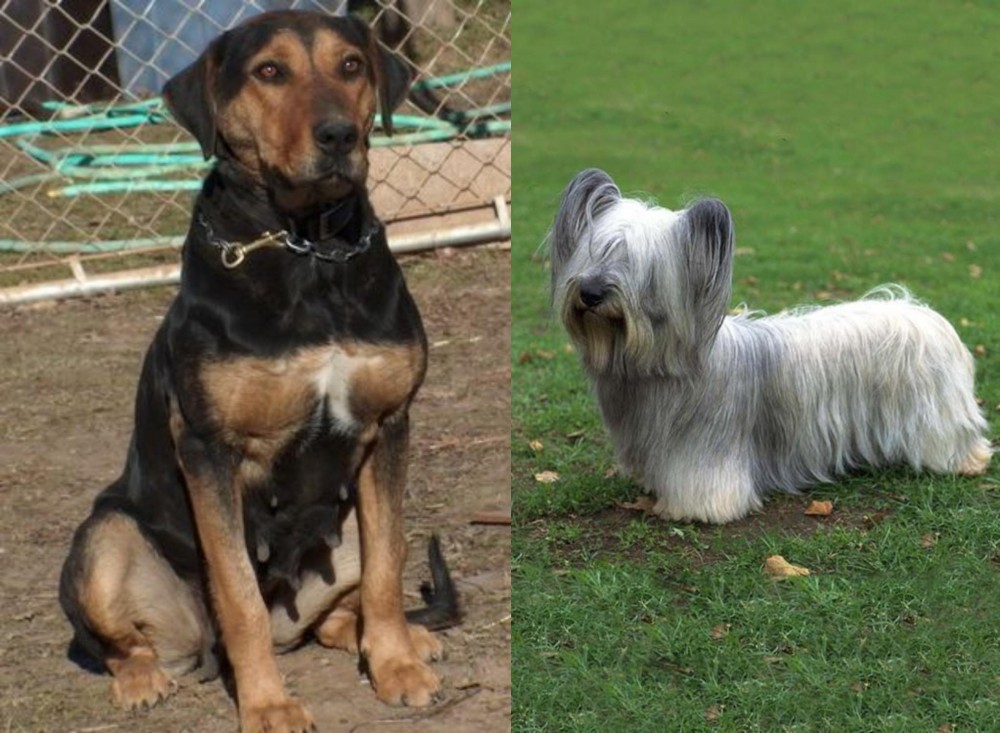 Skye Terrier vs New Zealand Huntaway - Breed Comparison