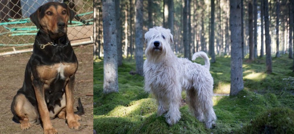 Soft-Coated Wheaten Terrier vs New Zealand Huntaway - Breed Comparison