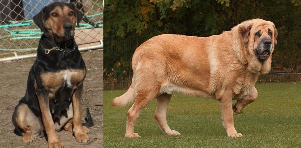 Spanish Mastiff vs New Zealand Huntaway - Breed Comparison
