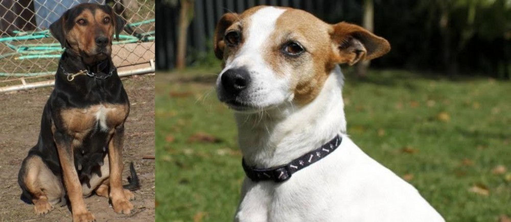Tenterfield Terrier vs New Zealand Huntaway - Breed Comparison
