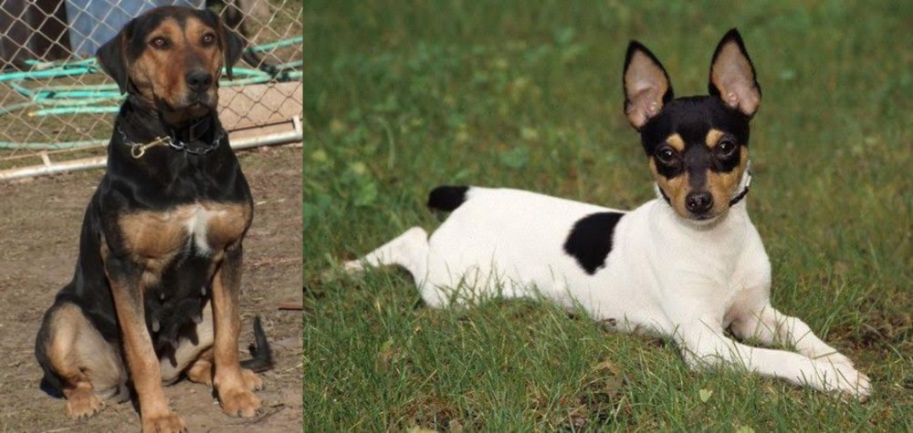 Toy Fox Terrier vs New Zealand Huntaway - Breed Comparison
